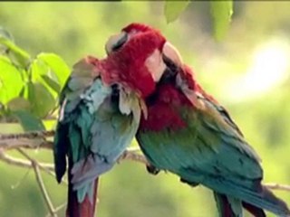 Wereld Natuur Fonds commercial - Embrace the World