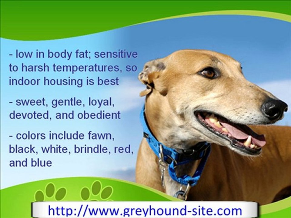 The Incredibly Fast Greyhound