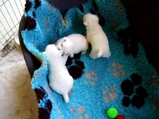 Les chiots qui jouent!