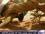 سعودي يأكل 22 عقرب حيا و يدخل موسوعة جينيس