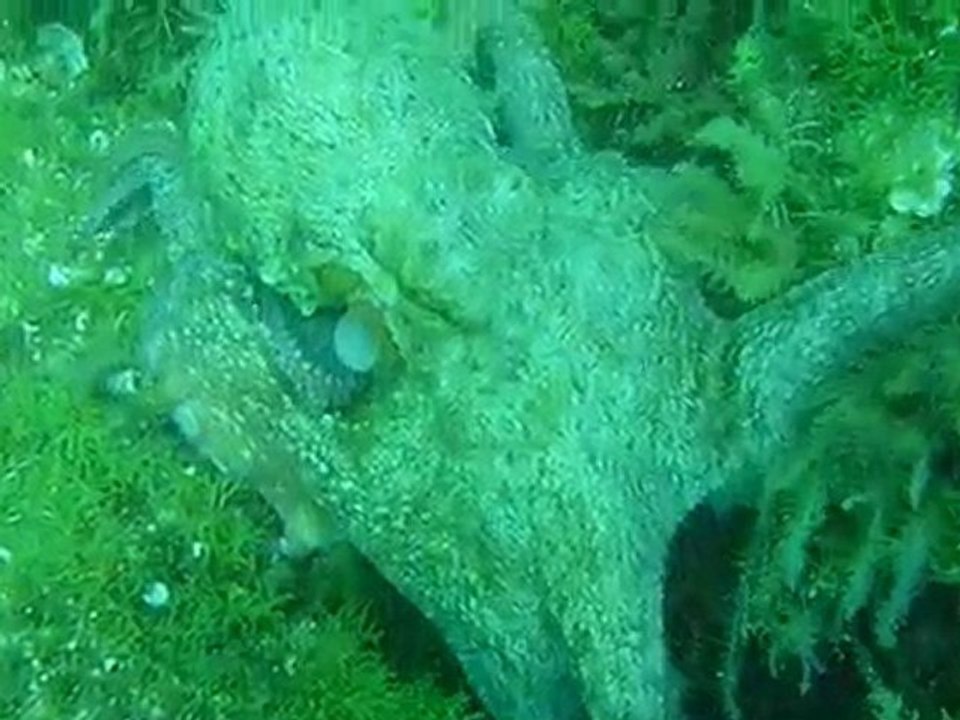 Un poulpe de maboul