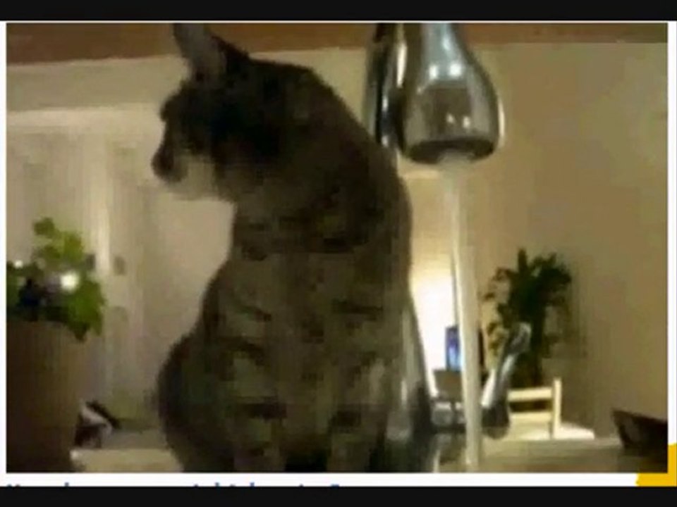 Funny Cat