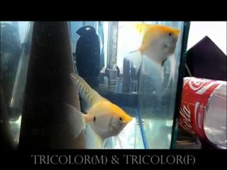 Tricolor & Tricolor 2