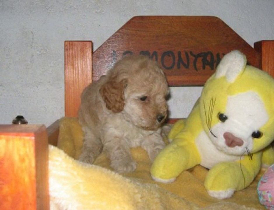 Cartes animes BB chiots