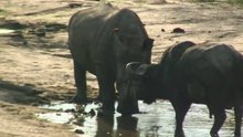 safari.tv diary - 11 November 2010