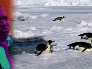 Questions/Réponses : la biodiversité