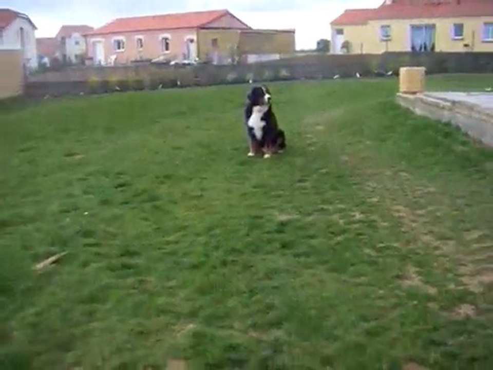 eston bouvier bernois