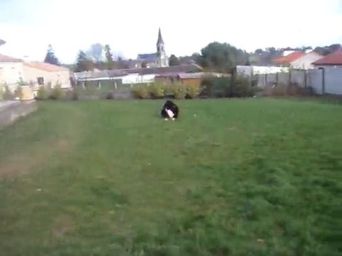 ESTON bouvier bernois 17 mois