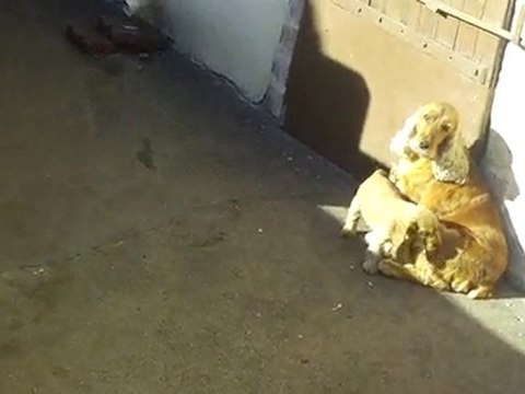 Chiots à 1 Mois 1/2