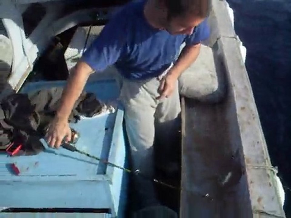 Mordoğan İsparoz, diplodus annularis, cenk bayraktar