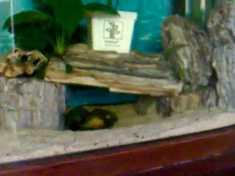 Tropheus Red Reinbow Kantalamba Çiftleşme Videosu