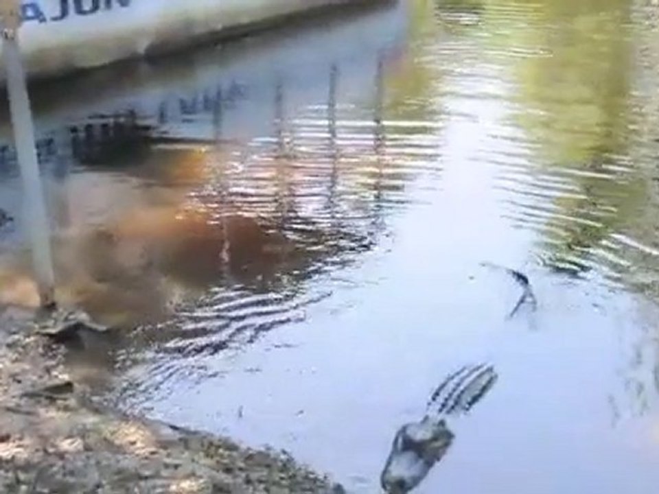 chat-alligator
