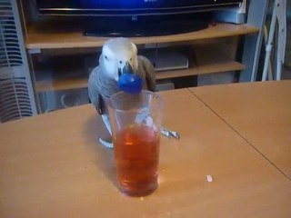 kaco qui boie un coue