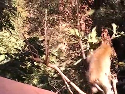 LES CASCADES D'OUZOUD.
