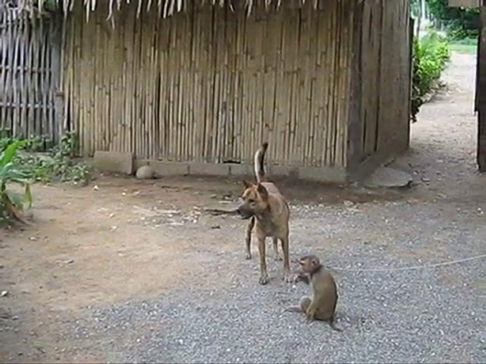 Monkey vs Dog. Hilarious !