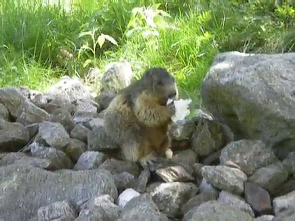 marmotte au Lauvitel