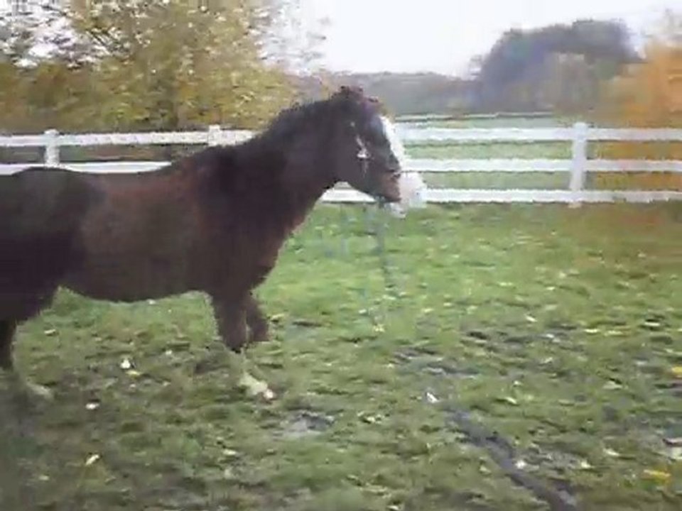 Vinnie saute des parapluies en longe