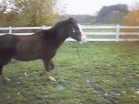Vinnie saute des parapluies en longe