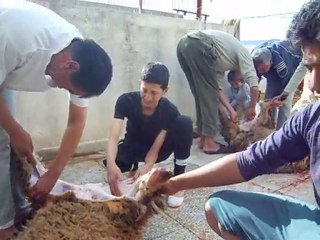 Eid El Kibir Celebrations 🎉