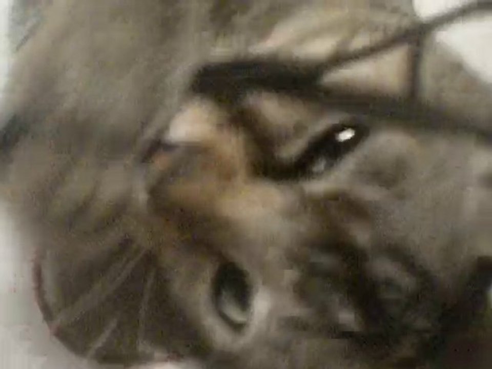 Caramel qui joue avec le cordon de l'appareil photo