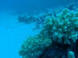 chromis viridis dans corail