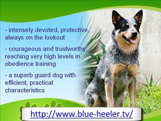 The Tough and Hardy Blue Heeler