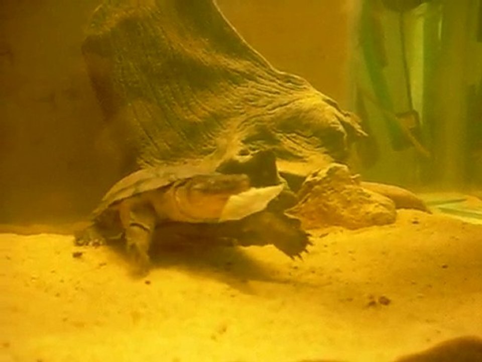 Ma Pelomedusa mange un morceau de thon