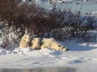 Brahms Lullaby and Baby Animals