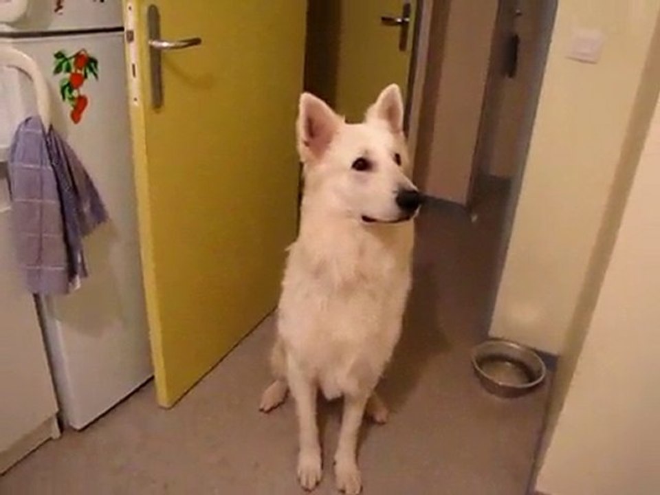 la gamelle du Coyote