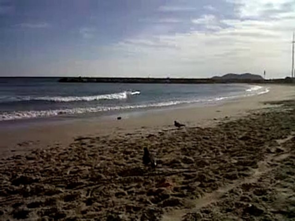 Lylou et les  pigeons de mer La CIOTAT