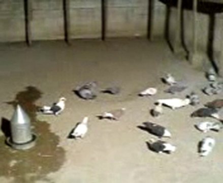 fehmi ateş filo güvercin yemleme guvercinurfa.com