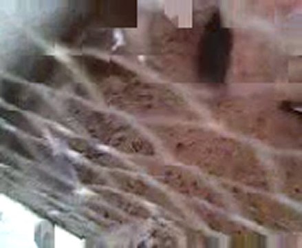 Arap güvercin Üretimi guvercinrehberi.com