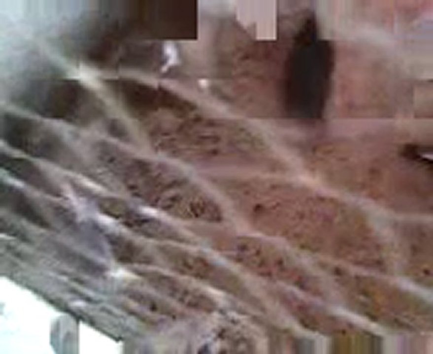 Arap güvercin Üretimi www.guvercinrehberi.com