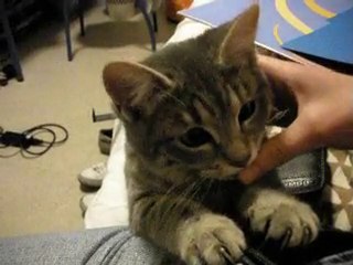 Féline qui joue avec la ficelle de l'apareil photo