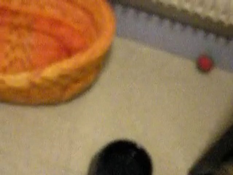 Féline et le serpant