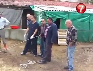 Kolayca kurbanlık hayvan nasıl yıkılır