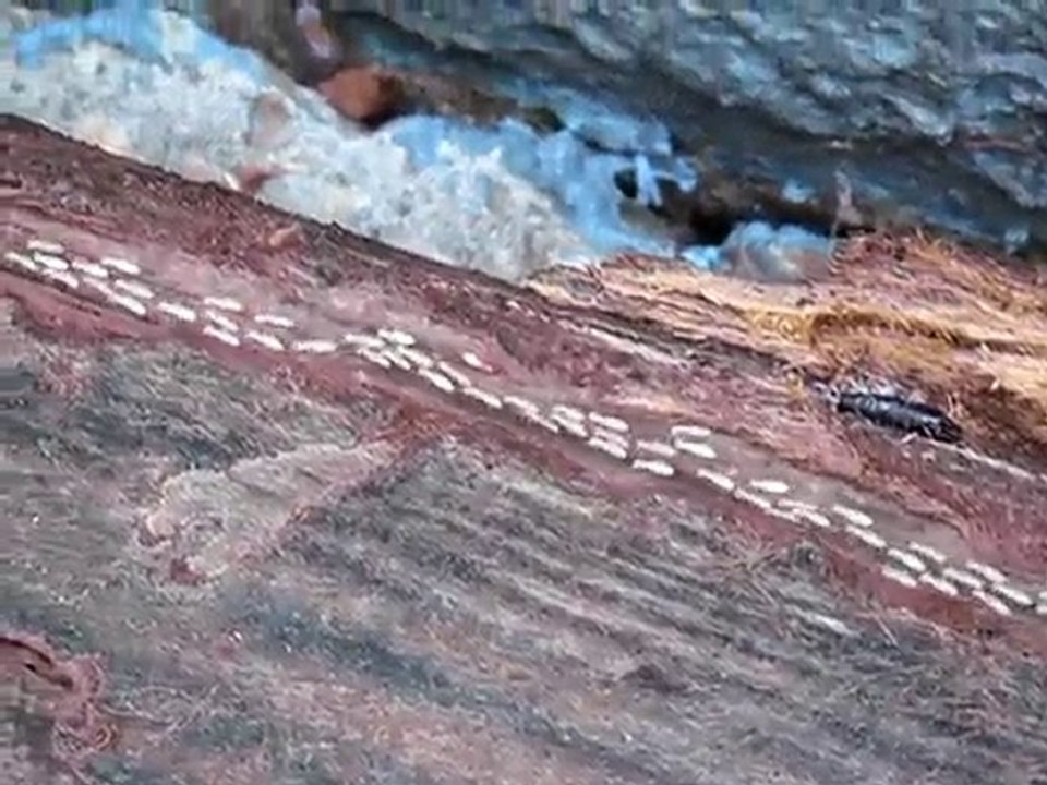 New Orleans Termites