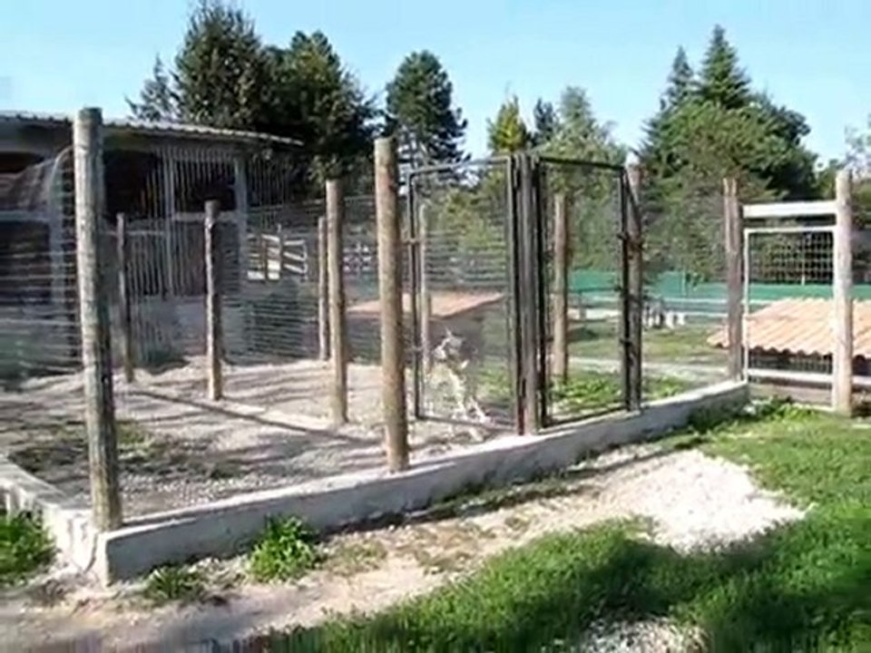 CANI DA GUARDIA ANNIBAL E TEJEN Cani da pastore dell'Asia