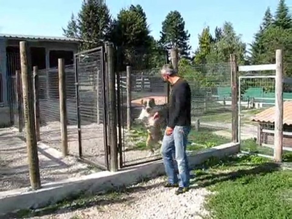 CANI DA GUARDIA - TEJEN - Cane da pastore dell'Asia centrale