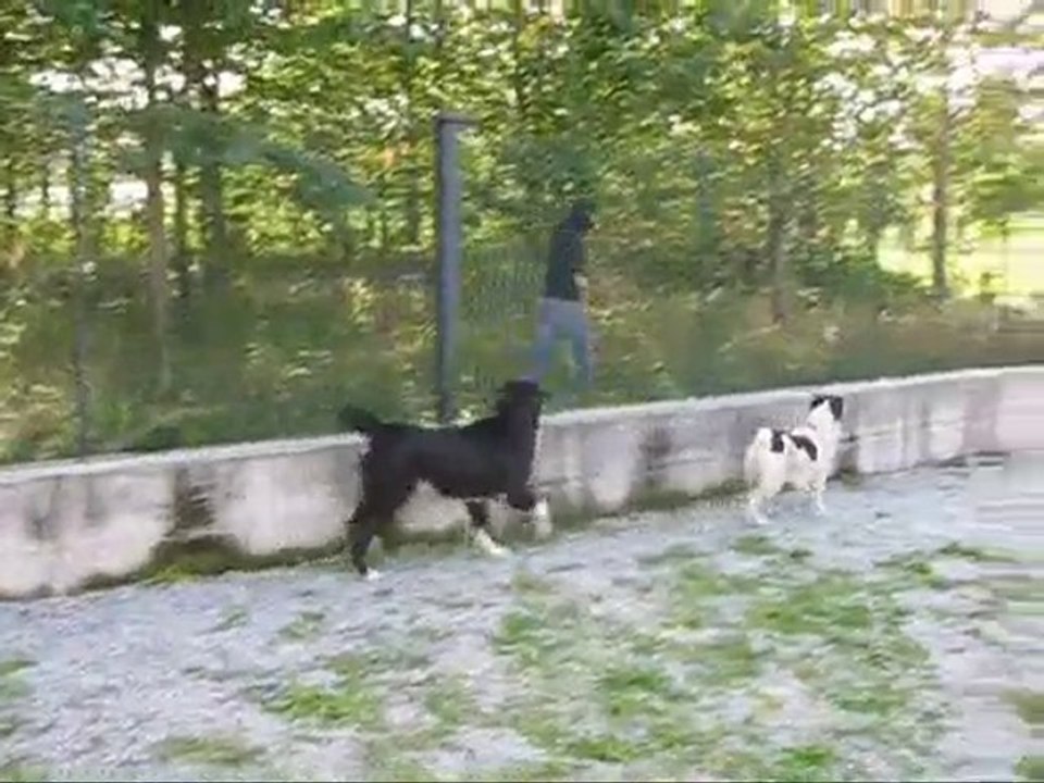 CANI DA GUARDIA  - KAYMAN - Pastore dell'Asia Centrale