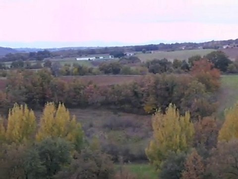 Bleus de Gascogne en pleine action de chasse, GERS