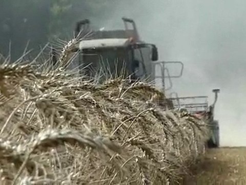 Moisson de blé 2010 avec une claas lexion