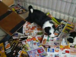 les chiots alba'eyes 2010