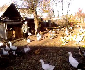Видео-0002  гуси гуси