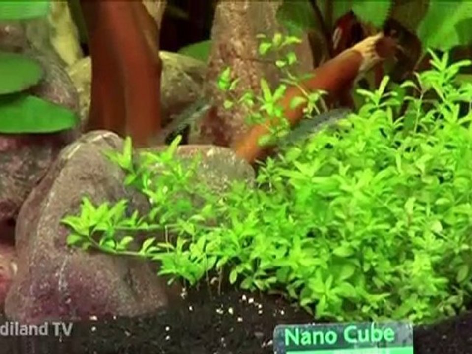 L'aquariophilie - Jardiland TV - le grand jardin n°6