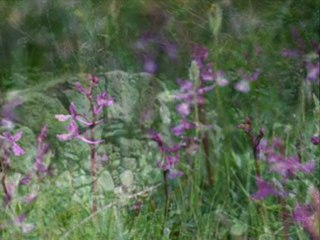 agla   sevgili yurdum    ilkay akkaya