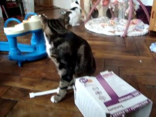 Anouck Chat Gang- Jipé Crétin