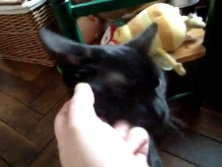 Anouck Chat Gang- Le Gang