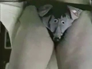 Pub Assurances Topdanmark