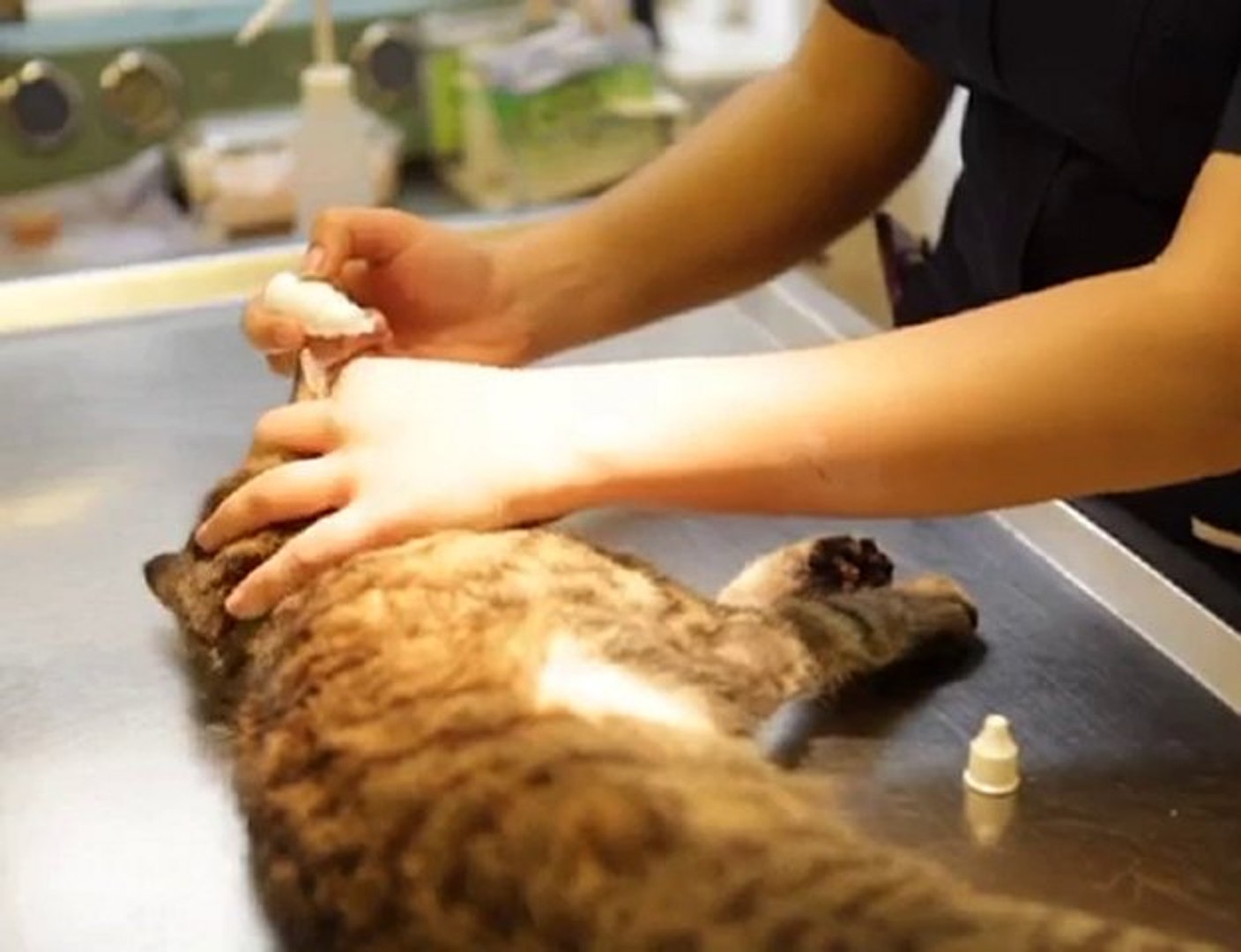 ⁣Allpets Catford Veterinary Surgery